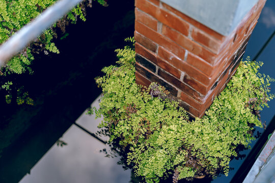 ivy covered wall