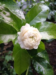 Close-Up of White Arabian Jasmine Flower