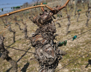 Malerische Weinberge an Saale und Unstrut | Historisches Weinanbaugebiet Mitteldeutschland | Naumburg Freyburg | Kulturlandschaft, Deutschland