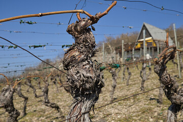 Malerische Weinberge an Saale und Unstrut | Historisches Weinanbaugebiet Mitteldeutschland | Naumburg Freyburg | Kulturlandschaft, Deutschland