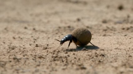A dung beetle diligently rolls a spherical ball of dung across a dry, sandy terrain under natural light.