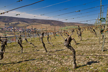 Malerische Weinberge an Saale und Unstrut | Historisches Weinanbaugebiet Mitteldeutschland |...