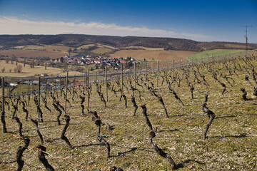 Malerische Weinberge an Saale und Unstrut | Historisches Weinanbaugebiet Mitteldeutschland | Naumburg Freyburg | Kulturlandschaft, Deutschland