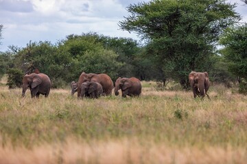 Groups of African Elephants and Calves Moving Across the Golden Savanna