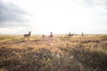 Herd of Hartebeest Antelopes Silhouetted Against a Bright, Overexposed Savanna Sky