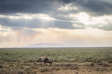 Spotted Hyena Walking Under Dramatic Sun Rays on the Plain, Serengeti, Tanzania