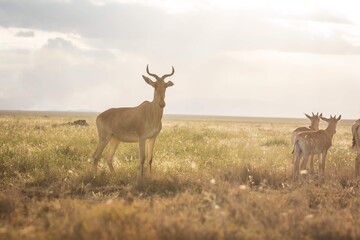 Fototapeta premium Harrington's Hartebeest Antelopes Standing Against the Bright Light of the Savanna Sky, Serengeti, Tanzania