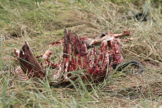Remains of Animal Carcass in Tall Grass