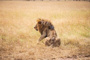 Male Lion Resting in Tall Golden Savannah Grass