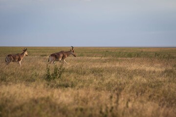 Two Hartebeest Running Across the Serengeti Grassland