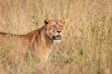 Lioness Walking or Running Through Tall, Dry Savanna Grass, Serengeti, Tanzania