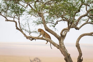 Leopard Walking Along Tree Branch in the African Savanna, Serengeti, Tanzania