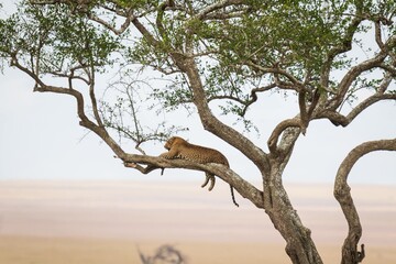 Leopard Walking Along Tree Branch in the African Savanna, Serengeti, Tanzania