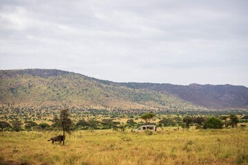 Obraz premium Safari Vehicle and Hyena in African Wilderness Landscape