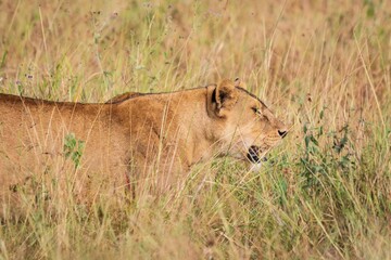 Lioness Walking or Running Through Tall, Dry Savanna Grass, Serengeti, Tanzania