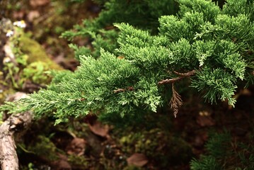 Fototapeta premium Juniperus chinensis var. sargentii (Chinese juniper). Cupressaceae evergreen conifer shrub. The trunk grows horizontally and is used as a garden tree or bonsai.