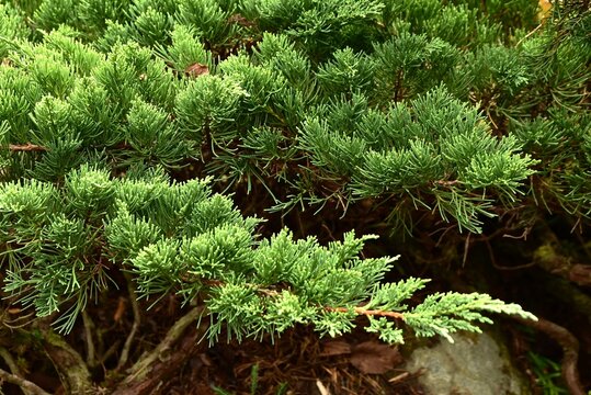 Juniperus chinensis var. sargentii (Chinese juniper). Cupressaceae evergreen conifer shrub. The trunk grows horizontally and is used as a garden tree or bonsai.