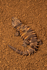 The Armadillo girdled lizard (Ouroborus cataphractus) is endemic to desert area along the western coast of South Africa.