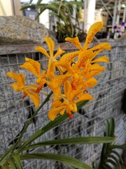 yellow orchid flower in garden