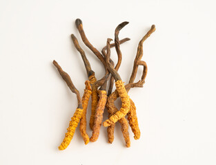 Cordyceps sinensis or Ophiocordyceps sinensis isolated on white background, mushroom herb treatment medicine.