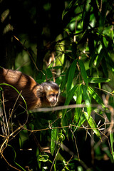 Naklejka premium A monkey is sitting on a tree branch