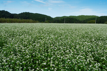 笠のそば畑を彩る白いそばの花