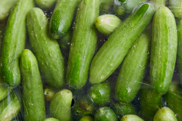 Fresh cucumbers in plastic bag for sale in the market