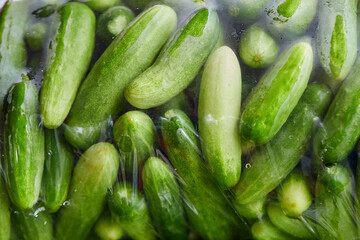 Fresh cucumbers in plastic bag for sale in the market