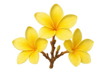 Fototapeta premium Yellow frangipani flowers blooming on a branch, showing tropical nature and delicate petals with a transparent background