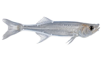 Silvery Forage Fish: Aquatic Life & Marine Species on White. on transparent background png