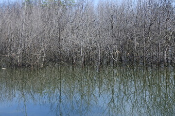 Dead and dry mangrove trees in the water.