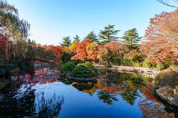 Obraz premium Autumn scenery of a pond and red maple trees at Bulguksa Temple in Gyeongju, Korea.