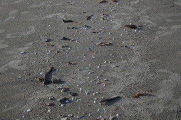 Sea shell along the seashore and grey sand.