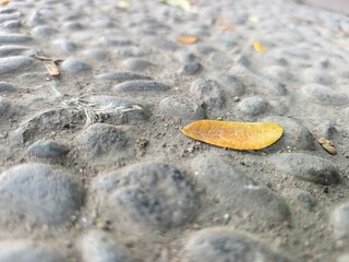 leaf on the sand
