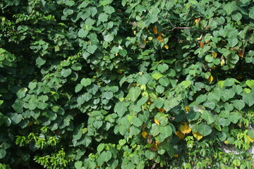 Green leaves bushing all over the seaside.