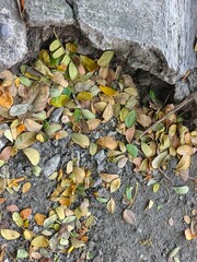 autumn leaves background