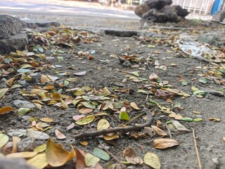 autumn leaves on the ground