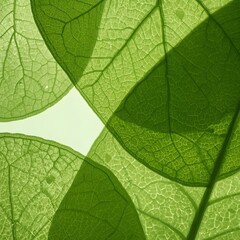 Fototapeta premium Artistic macro composition of overlapping translucent green leaves revealing intricate vein structures, creating a natural organic pattern with vibrant botanical detail ideal for eco-themed background