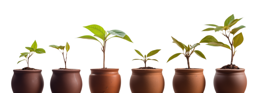 Green Plant Growth: Seedlings in Pots on White on transparent background png