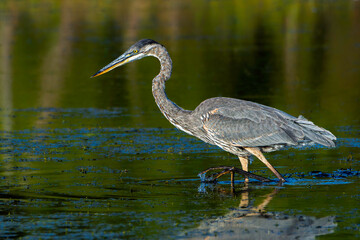A great blue heron, Ardea herodias, slowly wades thru a wetland near Grand Haven, Michigan