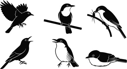 Collection of elegant black silhouette bird illustrations showing flying, perched, and resting poses, perfect for nature artwork, vector design projects, branding, and creative content