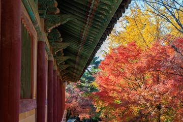 Autumn scenery of Bulguksa Temple in Gyeongju, Korea, with its beautiful red maple trees.