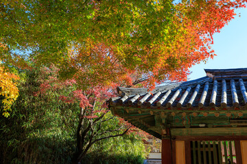 Autumn scenery of Bulguksa Temple in Gyeongju, Korea, with its beautiful red maple trees.