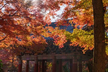 Autumn scenery of Bulguksa Temple in Gyeongju, Korea, with its beautiful red maple trees.