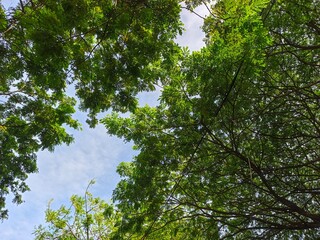green leaves against blue sky