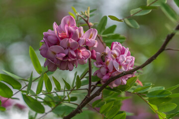 Blooming Robinia hispida, known as the bristly locust, rose acacia, or moss locust, is a shrub in the subfamily Faboideae of the pea family Fabaceae on a sunny spring day, Astrakhan, Russia