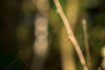 forest spider on a web in the sun on a green background. wildlife. colorful detailed macro photo of an insect. close-up. space for text. screensaver