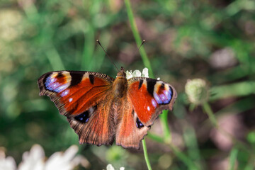 butterfly pollinating a flower. wildlife. colorful detailed macro photo of an insect. close-up. space for text. screensaver. bokeh