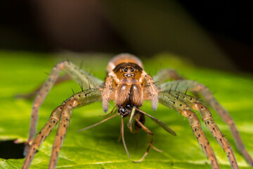 spider on a blurred background. wildlife. colorful detailed macro photo of an insect. close-up. space for text. screensaver. bokeh