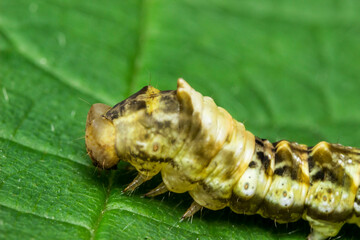 Meadow moth caterpillar. colorful detailed macro photo of an insect in the wild. close-up. space for text. splash screen. bokeh